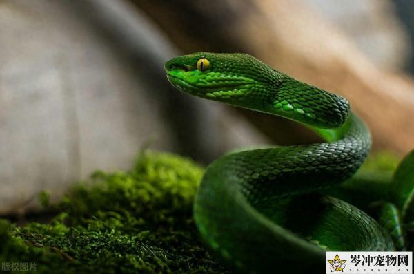 哪种蛇直接生小蛇