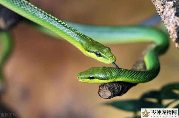 哪种蛇直接生小蛇