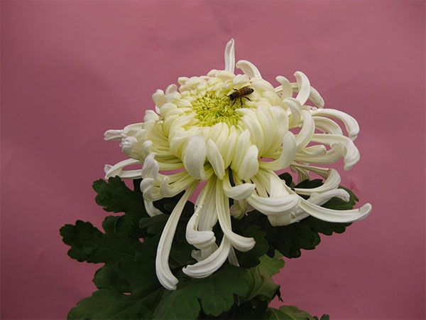 菊花一般在什么季节扦插种植？