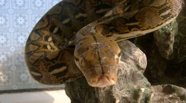 关于网纹蟒的信息，你了解多少？