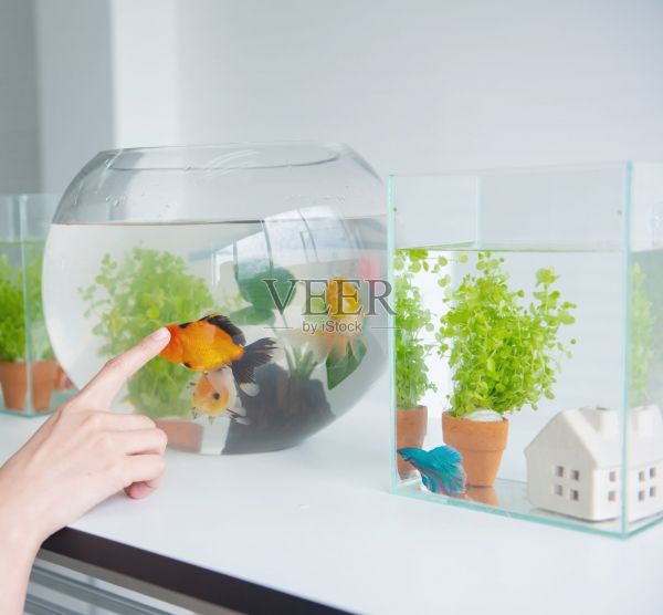 供宠物和家庭爱好的水族馆。照片摄影图片