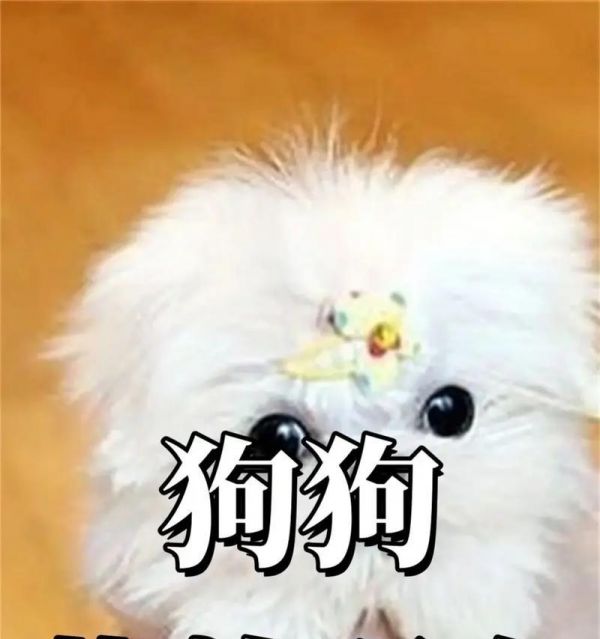 狗狗的饮食管理（宠物主人必读，科学喂养你的爱犬）