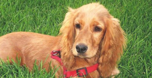 英国可卡犬生活习惯