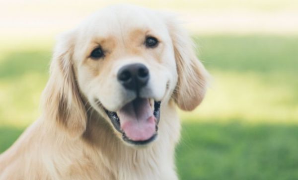 一起来闲聊，狗的习性有哪些呢？