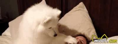 养狗的6个习惯，证明你很会养，生活中你是怎样对待狗狗的？