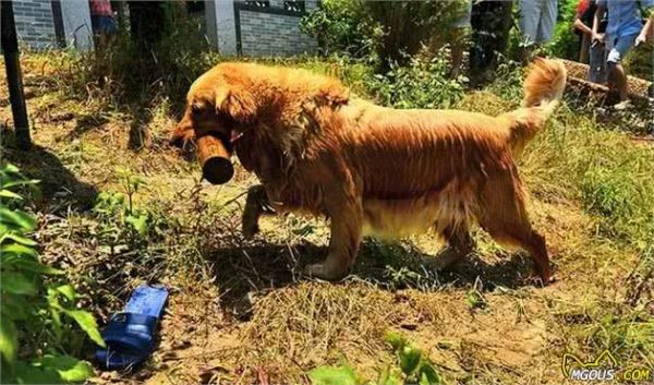 养狗的6个习惯，证明你很会养，生活中你是怎样对待狗狗的？