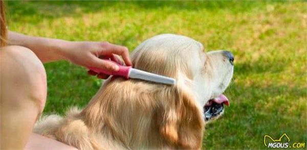 养狗的6个习惯，证明你很会养，生活中你是怎样对待狗狗的？