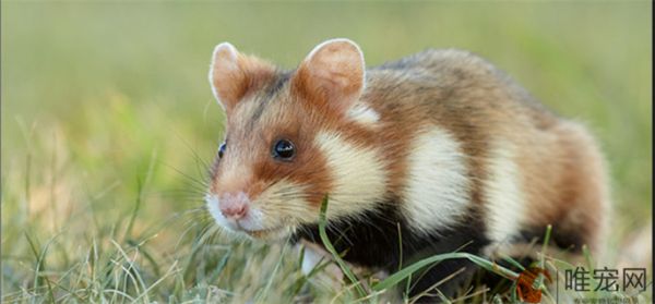 仓鼠晚上吵死了怎么让它安静 