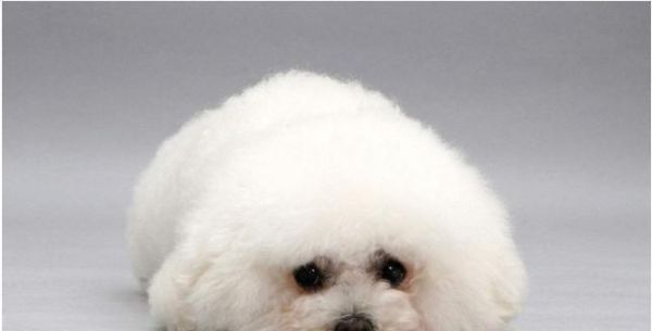 射手座的最佳宠物狗选择（了解射手座喜欢的狗狗品种和特点）