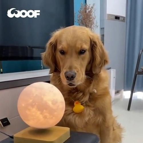 射手座的最佳宠物狗选择（了解射手座喜欢的狗狗品种和特点）