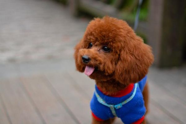 最适合养的狗狗品种有哪些？