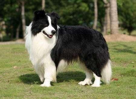 最适合养的狗狗品种有哪些？