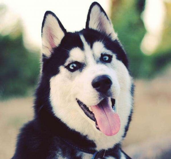 最适合养的狗狗品种有哪些？