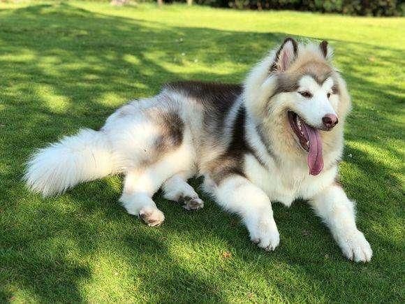 最适合养的狗狗品种有哪些？