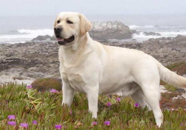 最适合养的狗狗品种有哪些？