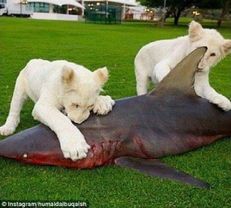 养鱼四大要点，宠物养护小技巧！