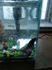 “万元级宠物神器，自动循环水鱼缸，养鱼不求人！”