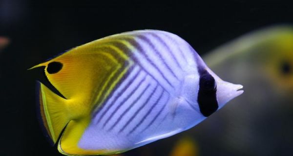 斜纹蝴蝶鱼的饲养方法（宠物鱼如何养护最全攻略分享）