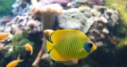斜纹蝴蝶鱼的饲养方法（宠物鱼如何养护最全攻略分享）