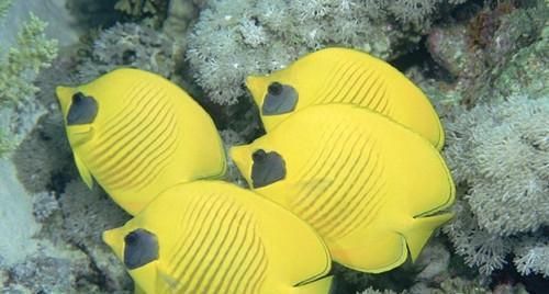 斜纹蝴蝶鱼的饲养方法（宠物鱼如何养护最全攻略分享）