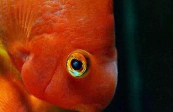 宠物鱼眼睛，不宜食用。