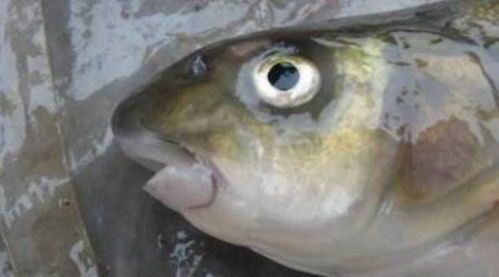 宠物鱼眼睛，不宜食用。