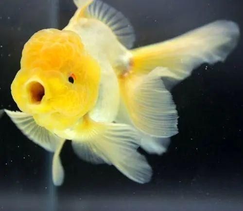 养鱼？先看鱼儿对你亲不亲！宠物忠诚度大揭秘！