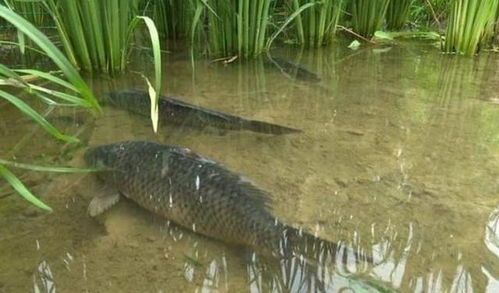 养鱼警惕中毒风险！速查家中鱼种！