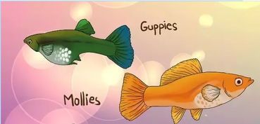 宠物小鱼养护指南？如何让你的小鱼健康快乐