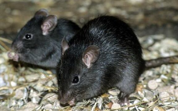 屋顶鼠生病了怎么办?宠物鼠问题解答