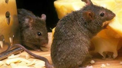 屋顶鼠生病了怎么办?宠物鼠问题解答