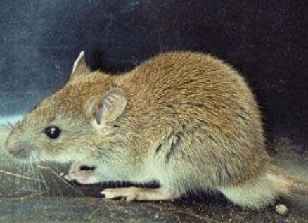 被黄毛鼠咬了要打针吗?在线等,挺急的!