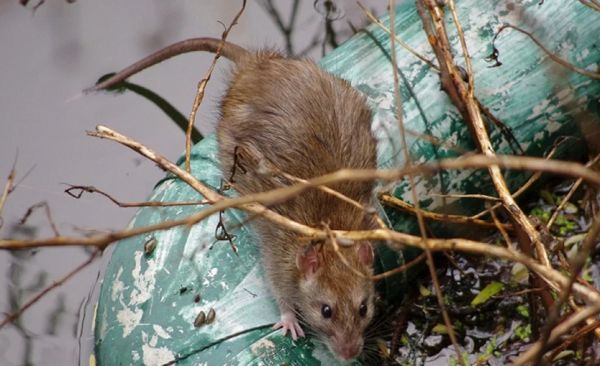 被黄毛鼠咬了要打针吗?在线等,挺急的!