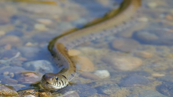一篇关于草蛇的科普，请查收~