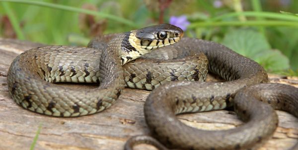 一篇关于草蛇的科普，请查收~