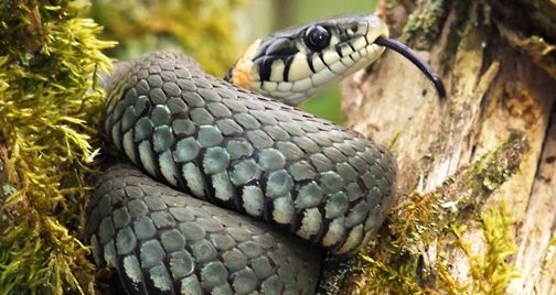 一篇关于草蛇的科普，请查收~