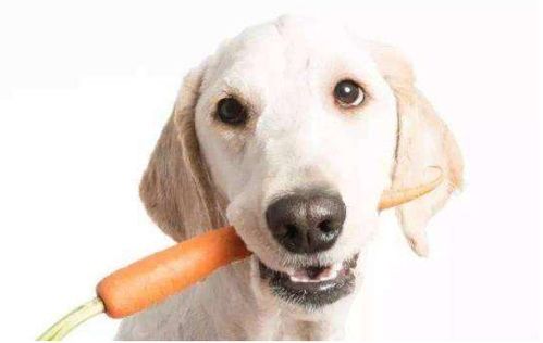 小狗补钙的食物有哪些