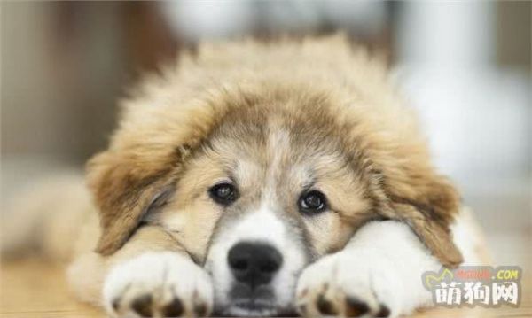 狗狗缺钙怎么办，怎么给狗狗补钙？