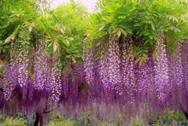 鸟窝是怎么搭建的 鸟园怎么