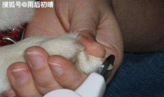 《宠物指甲养护指南》