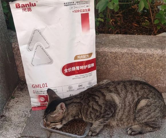猫咪肠胃养护秘籍:斑路GML01猫粮测评