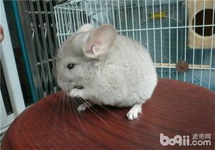 米色龙猫养护秘籍：科学喂养，健康相伴！