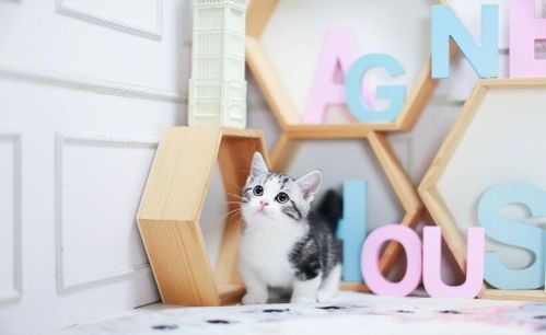 巴厘猫养护秘籍：禁忌指南+养猫攻略