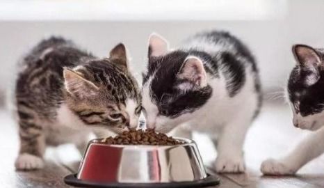 巴厘猫养护秘籍：禁忌指南+养猫攻略