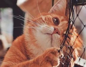 猫咪生活96冷知识，宠物养护秘籍大公开