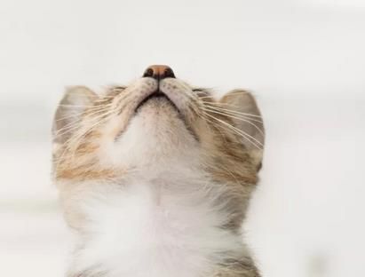 猫咪生活96冷知识，宠物养护秘籍大公开