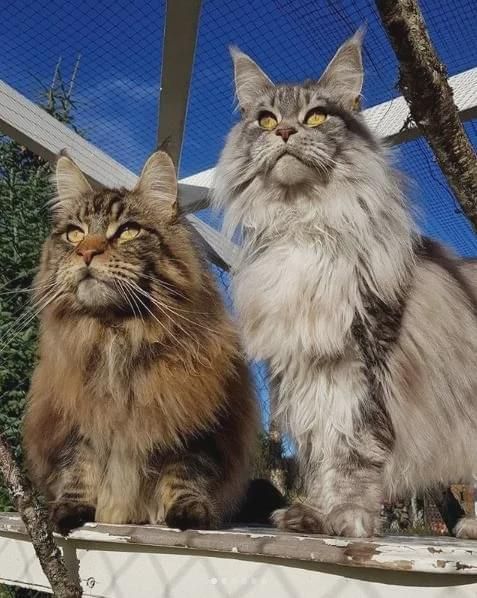 西伯利亚猫养护秘籍，新手必看！