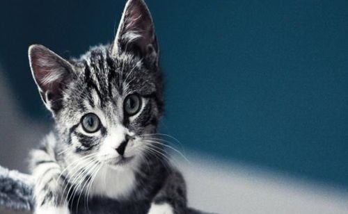 夏日宠物猫养护攻略