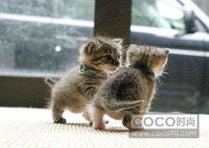 夏日宠物猫养护攻略