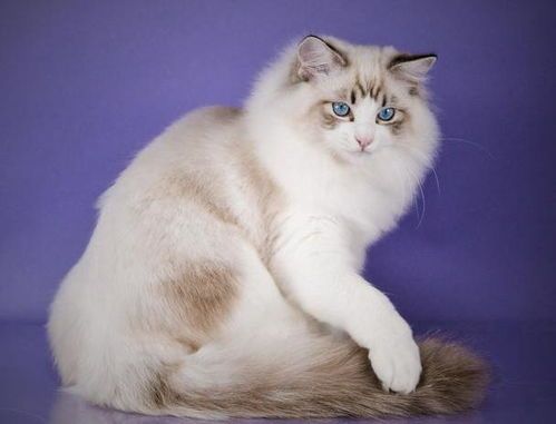 蓝双布偶猫毛发养护攻略